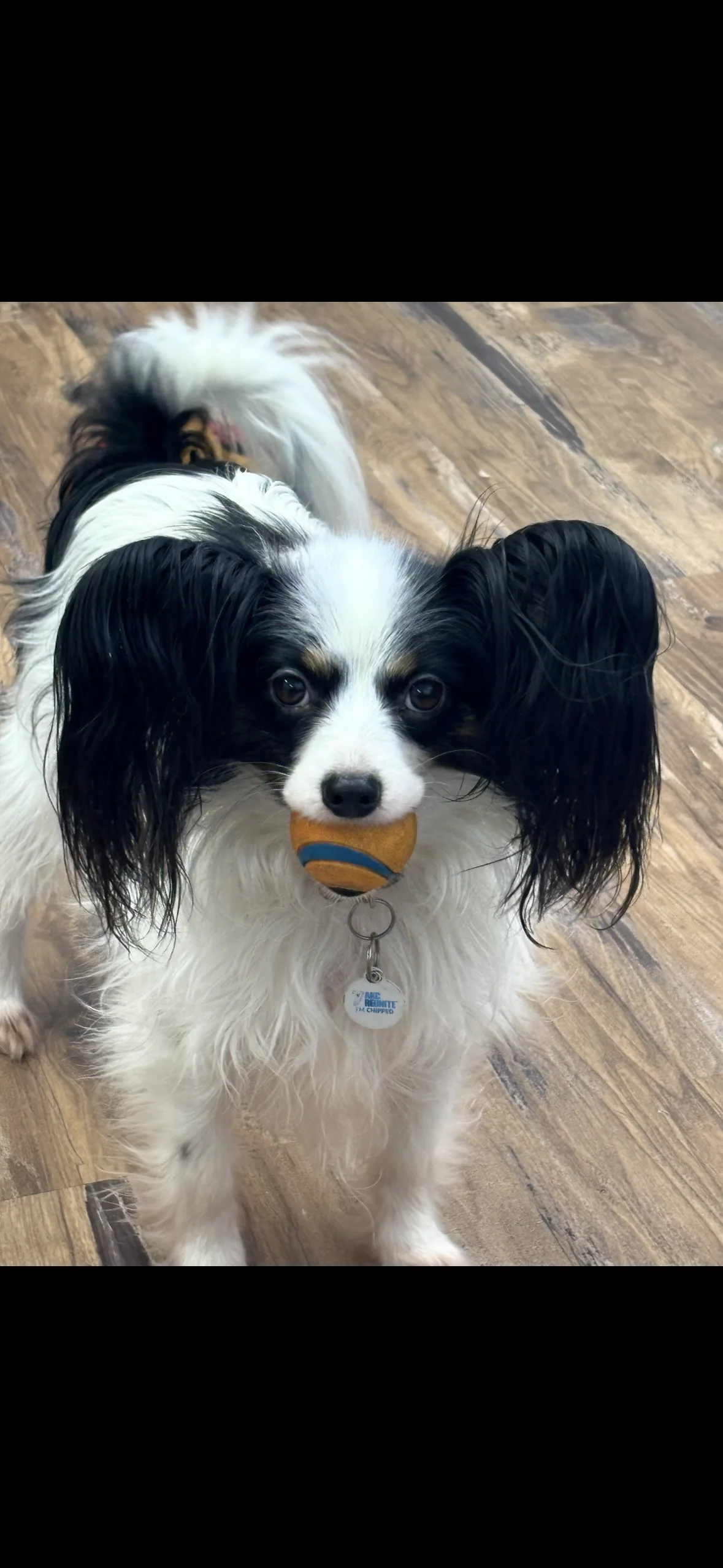 Dog's Delight pet grooming photo