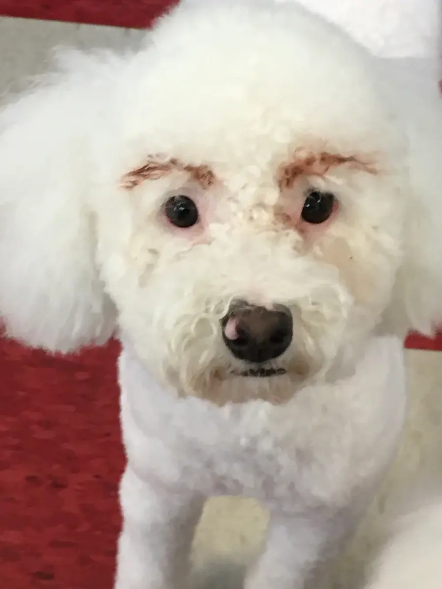 Dog's Delight pet grooming photo