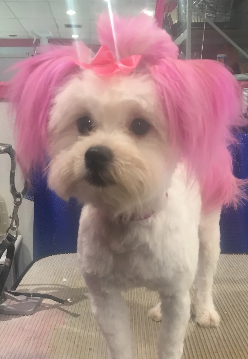 Dog's Delight pet grooming photo